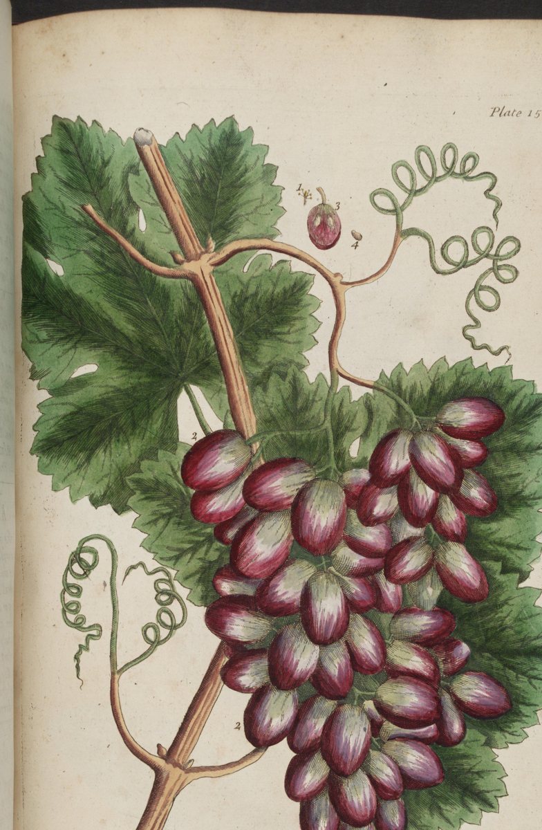 Vitis vinifera completa, illustrazione botanica di Elizabeth Blackwell