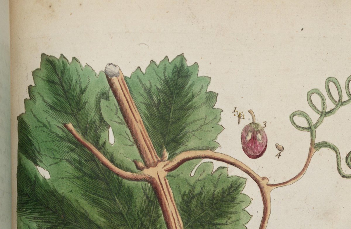 Vitis vinifera, foglia e cirro, illustrazione botanica di Elizabeth Blackwell