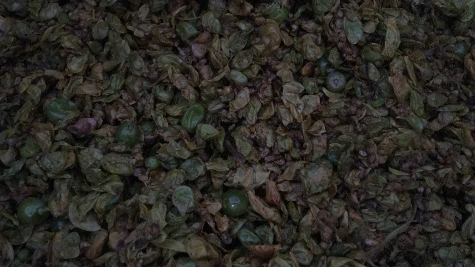 Vinacce dopo la fermentazione, in cantina