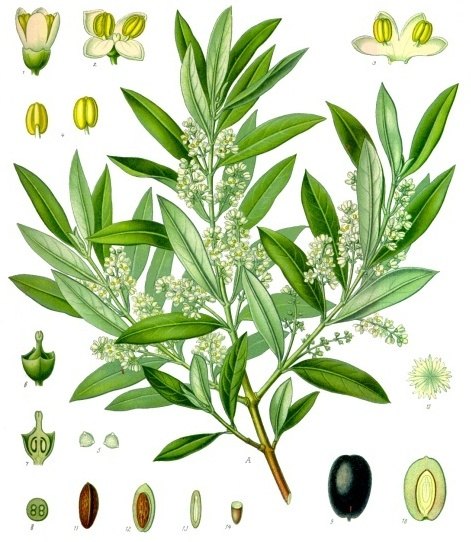 Olea europaea, illustrazione botanica di Köhler 1887