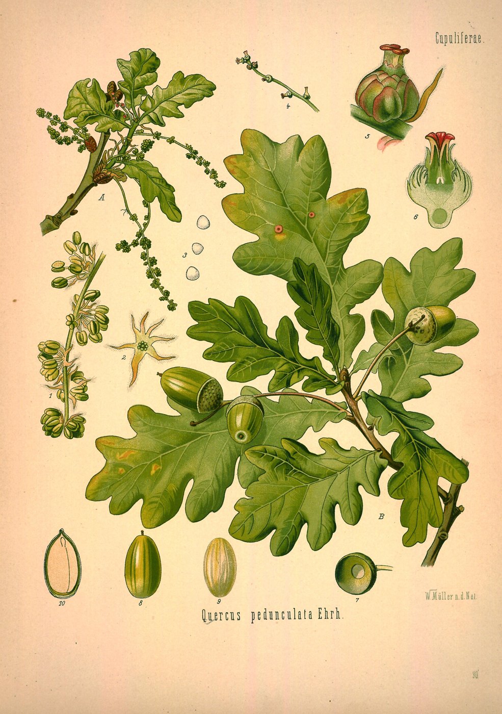 Quercus pedunculata, illustrazione botanica di Köhler 1887