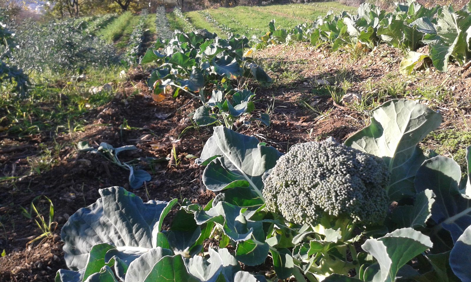 Orto a pieno campo con cavoli e broccoli in produzione