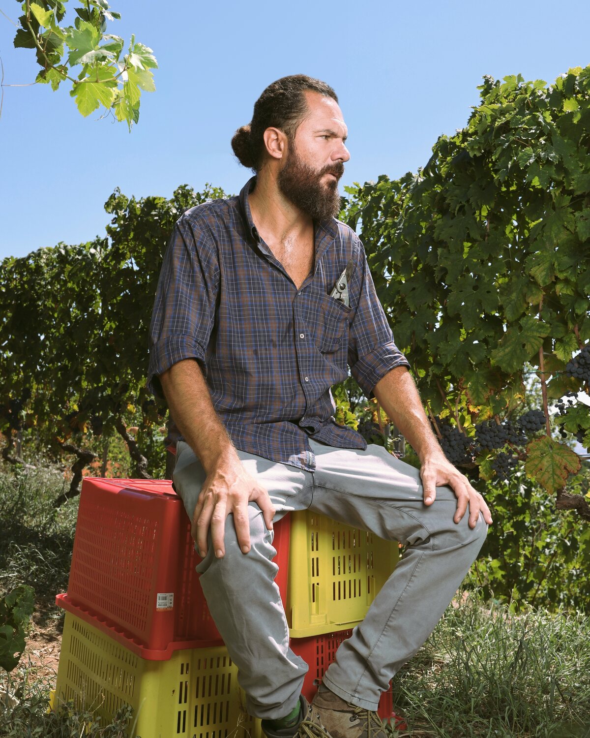 Paride Porpora seduto sulle cassette della vendemmia, in vigna