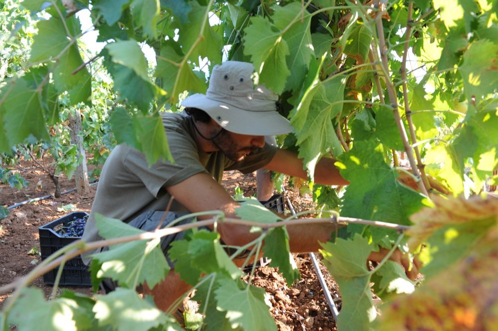Vendemmia in Tenuta Fontana, Sannio