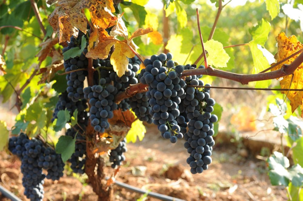 Grappoli d'uva al momento della vendemmia