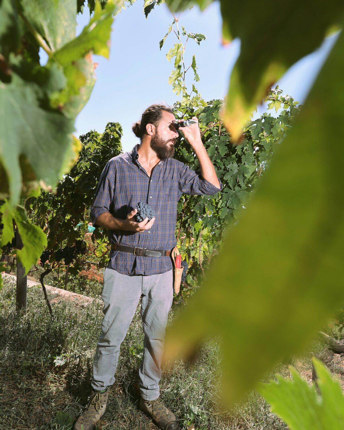 Lettura del rifrattometro in vigna, fra le foglie
