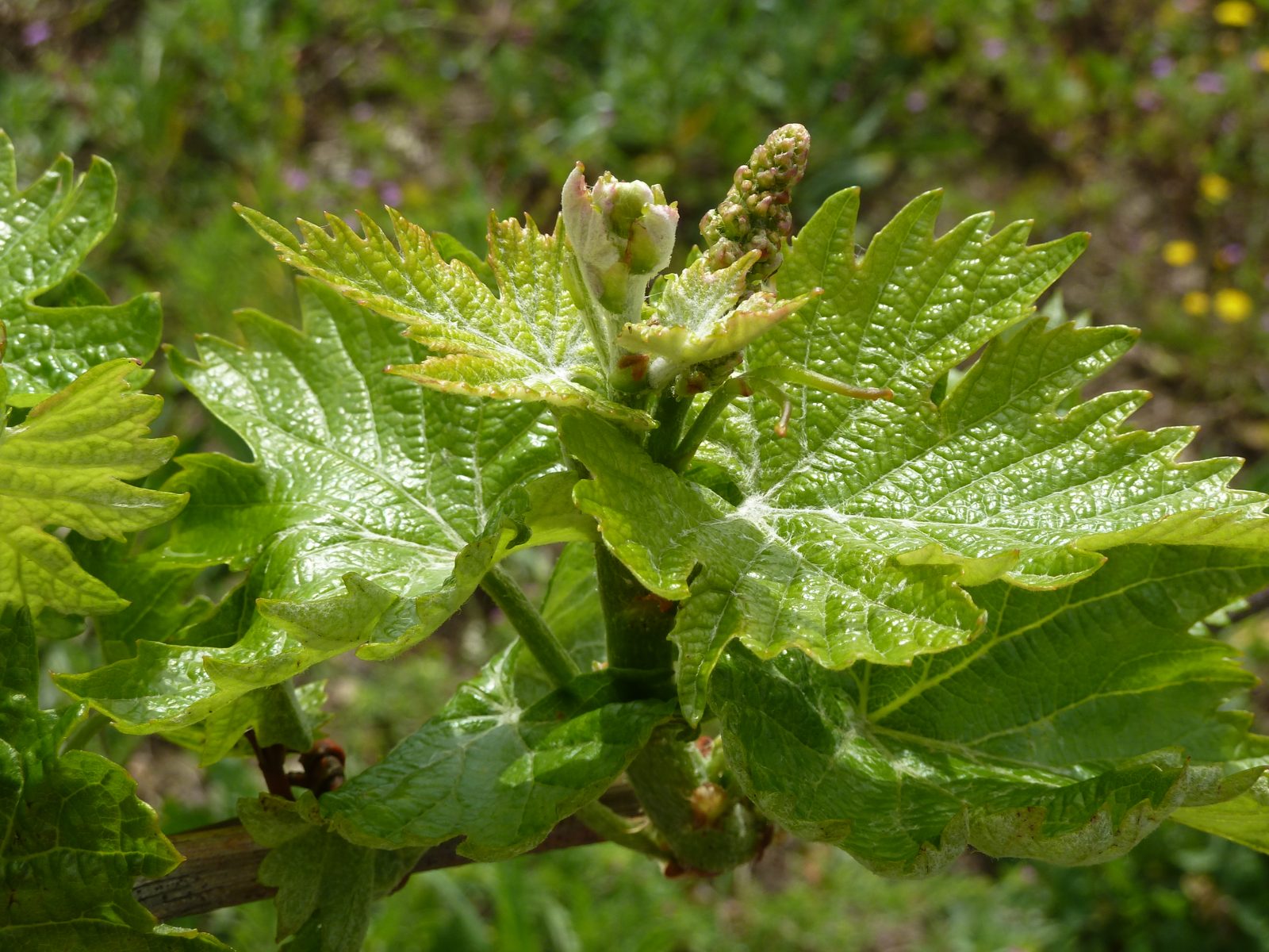 Germoglio di vite in primavera, in apertura