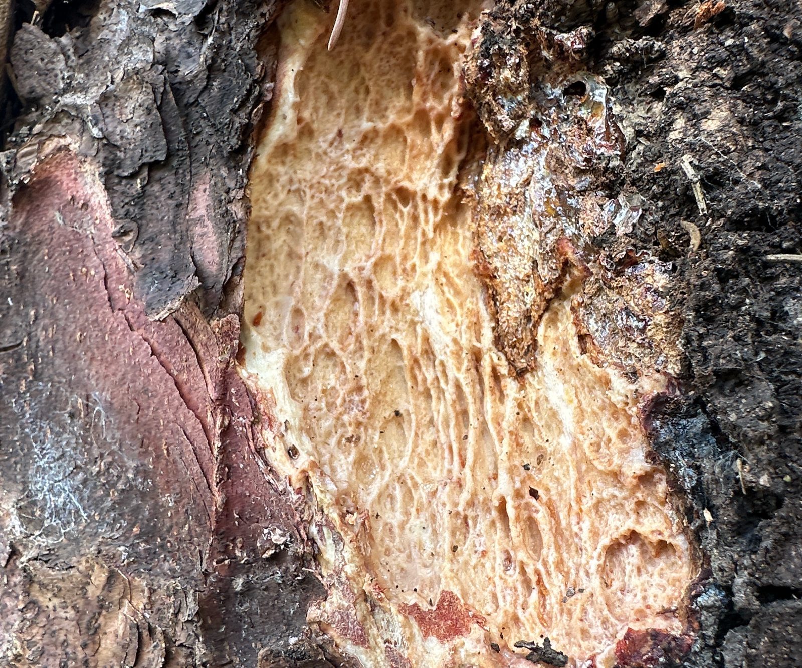 Dettaglio anatomico di esemplare arboreo